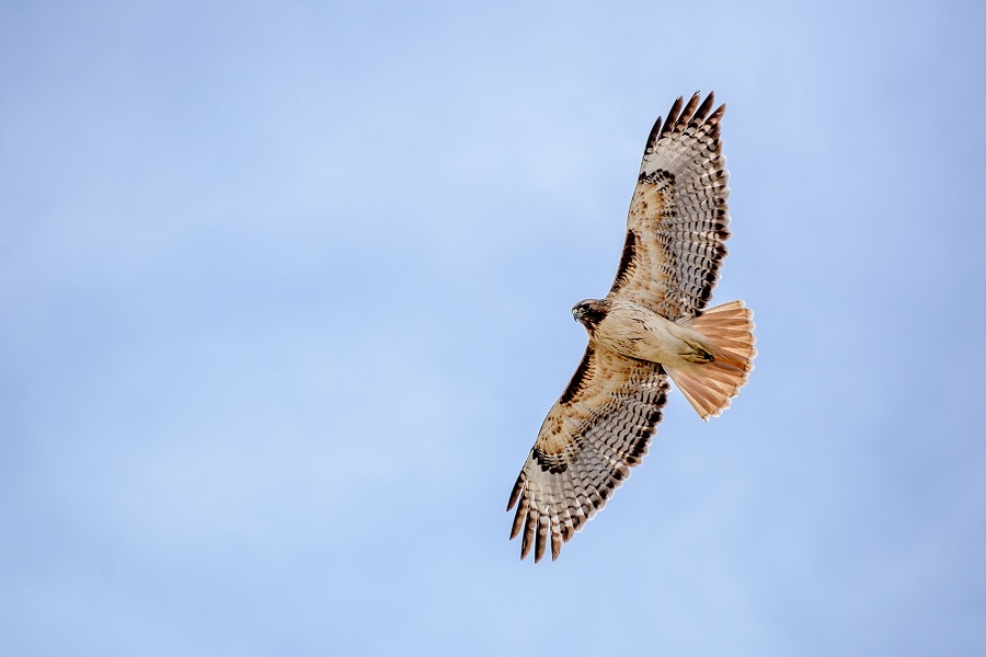 Adler, Führung, ethikorientierte Führung
