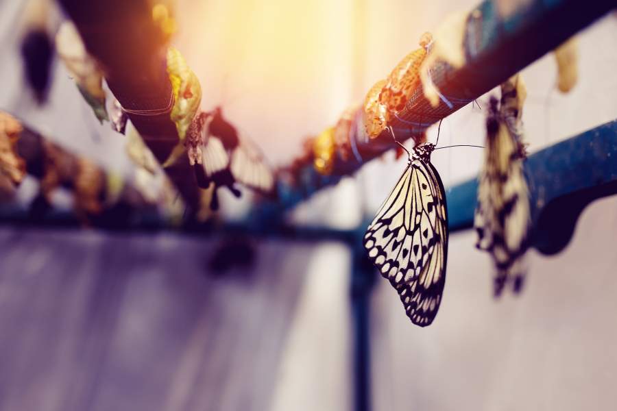 Lindenschmetterlinge schlüpfen aus Kokons und beenden ihre Metamorphose, Lichteinfall von oben