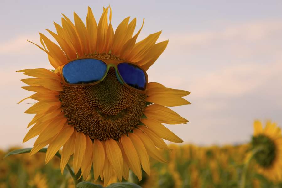 Sonnenblume mit Smiley-Gesicht trägt eine Sonnenbrille